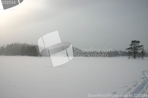 Image of sunlight through the snow