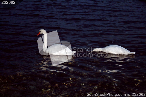 Image of swans