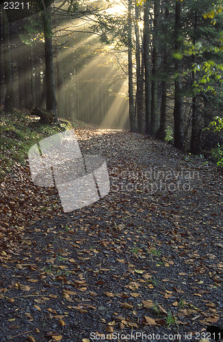 Image of Light rays in the forest