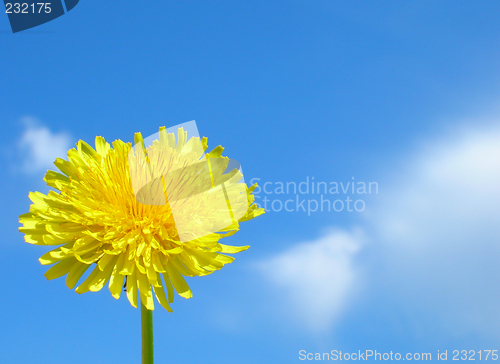 Image of A Dandelion bright as the Sun