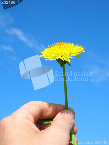 Image of Dandelion for You