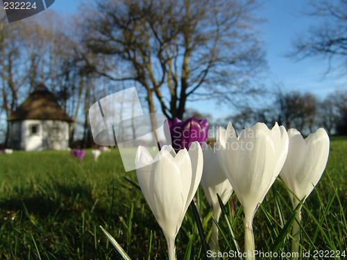 Image of spring crocus