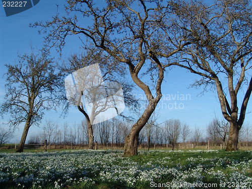Image of snowdrops orchard