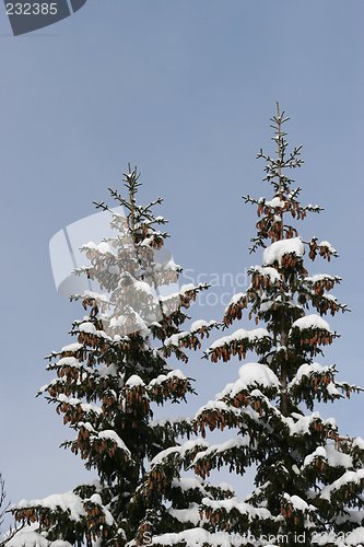 Image of Spruce winter forest 04.03.2007