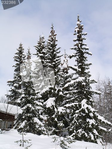 Image of Spruce winter forest 04.03.2007