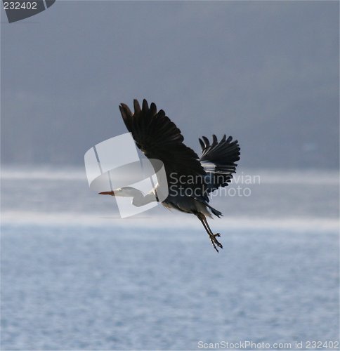 Image of Heron 27.02.2007