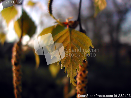 Image of Birch leaves