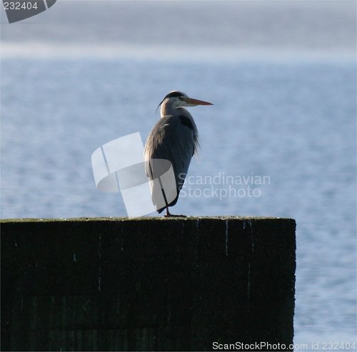 Image of Heron_27.02.2007