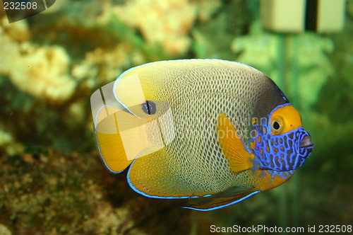 Image of Blue Face Angelfish