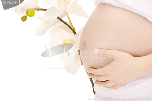 Image of pregnant woman belly