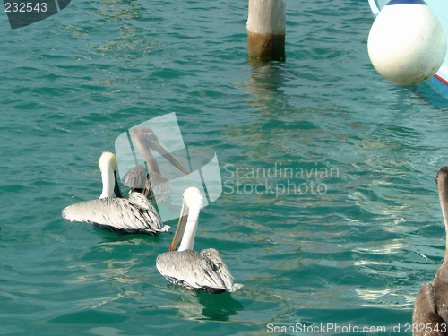 Image of sea - bird