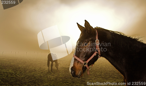 Image of Horse in the mist