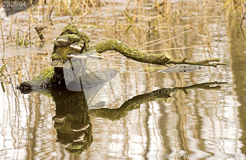 Image of Fungus in the lake