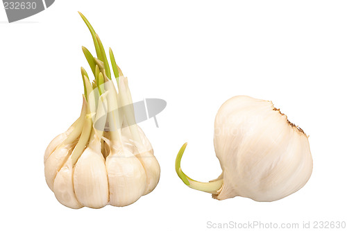 Image of Two bulbs of sprouting garlic