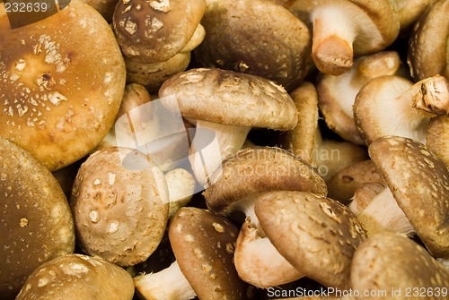 Image of Shiitake mushrooms