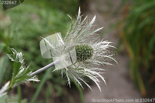 Image of Silvery flower-head