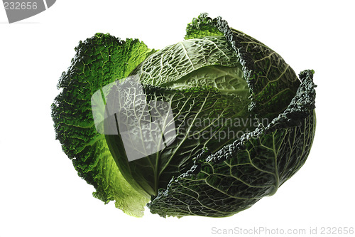 Image of Savoy cabbage