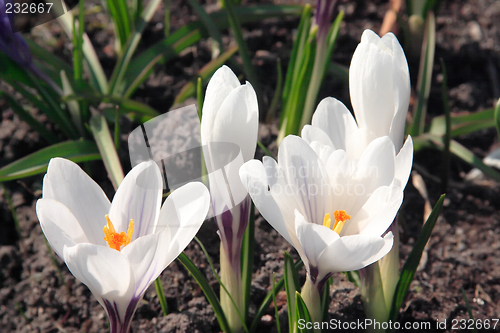 Image of White crocuses