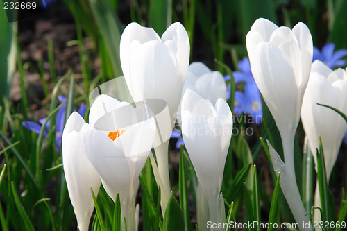 Image of White crocuses