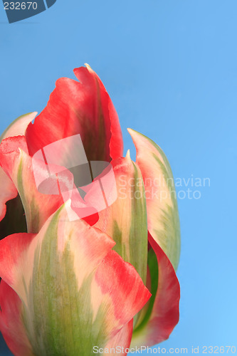 Image of Close-up of tulip flower against blue background