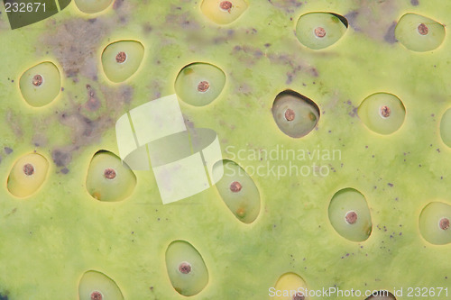 Image of Lotus fruit surface