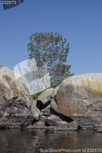 Image of Pine-tree among granite rocks