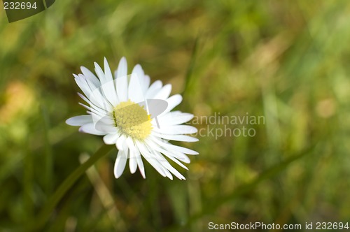 Image of daisy