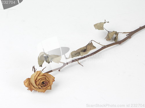 Image of dry rose