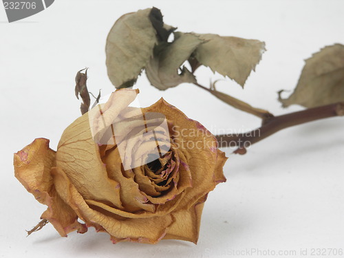 Image of dry rose