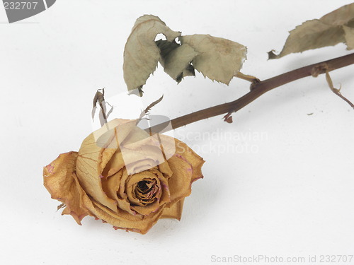 Image of dry rose