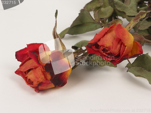 Image of dry roses