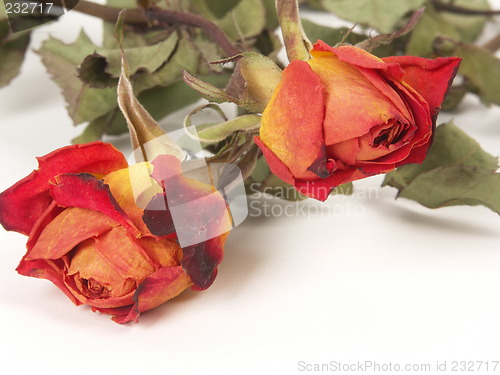Image of dry roses