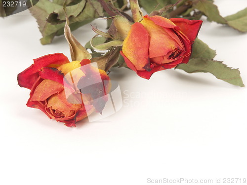 Image of dry roses