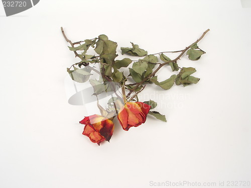 Image of dry roses