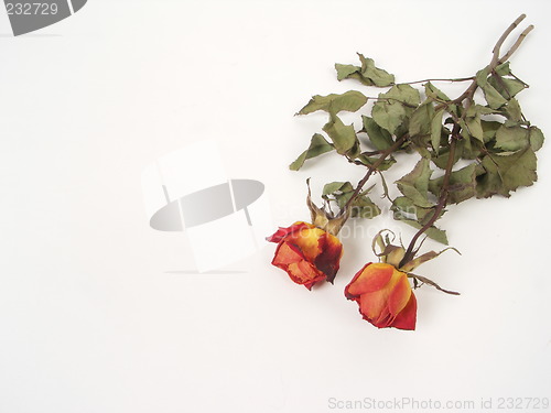 Image of dry roses
