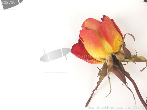 Image of dry rose