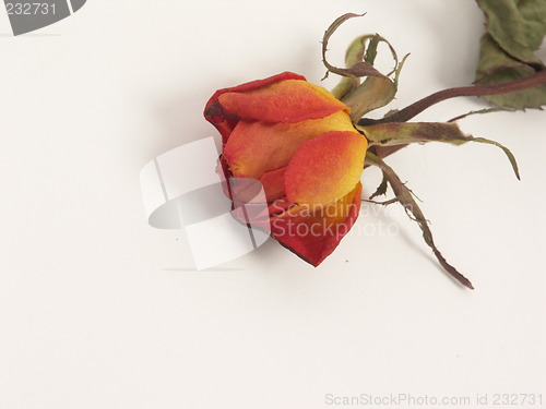 Image of dry rose