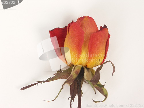 Image of dry rose