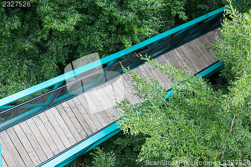 Image of Green pathway through the trees