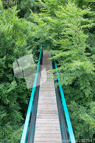 Image of Green pathway through the trees