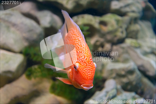 Image of Fish