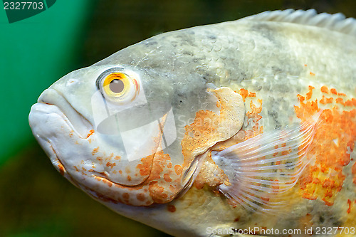 Image of Fish