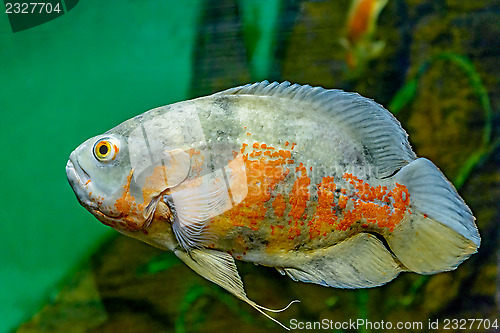Image of Fish