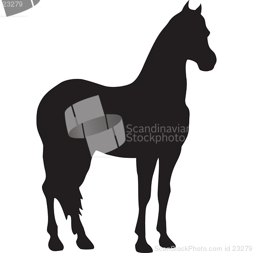 Image of horse