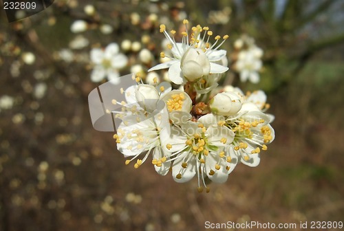 Image of white blossom