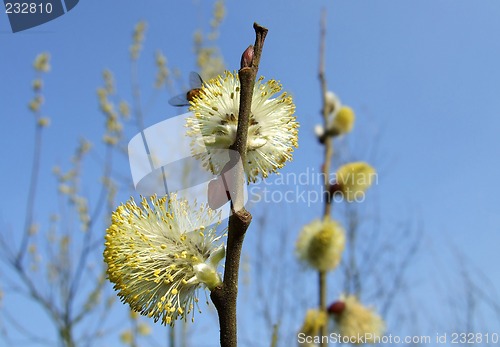 Image of willow catkins