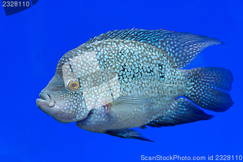 Image of Fish