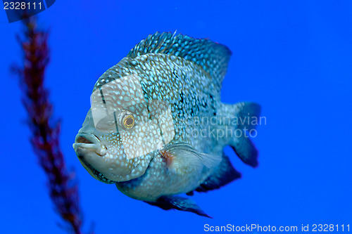 Image of Fish