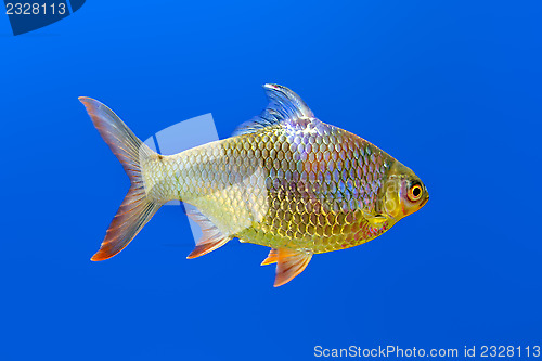 Image of Fish