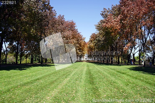 Image of Trees in a Park